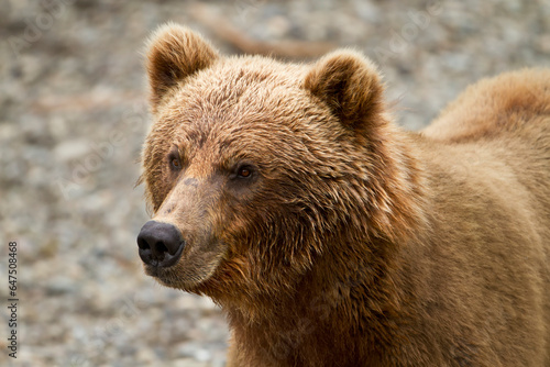 Brown Bear (Ursus Arctos) Portrait, Face Wet From Fising For Salmon, Katmai National Park; Alaska, United States Of America photo