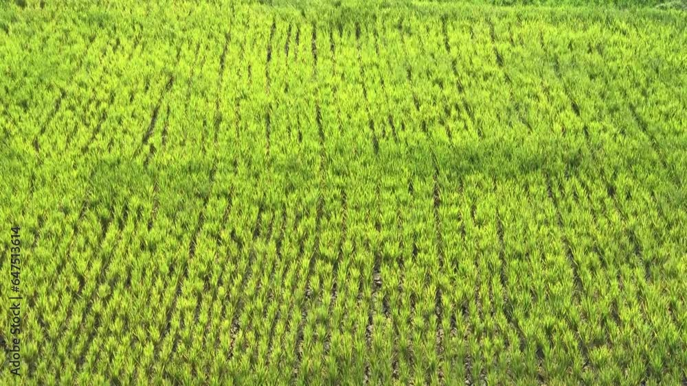 The wind makes the green rice fields sway The wind makes the green rice fields sway