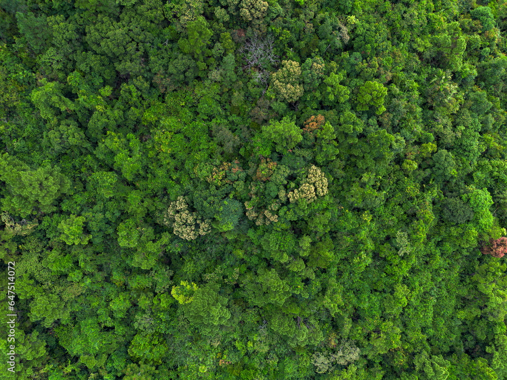 Lush green tropical forest background captured from the air. Environmental concept, nature, forests and mountains.