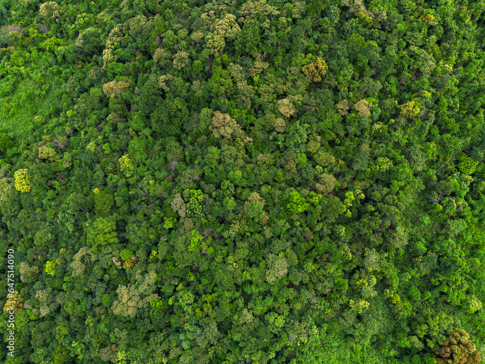 Lush green tropical forest canopy photographed from the air.  Environmental concept, earth day Forest protection and climate change.