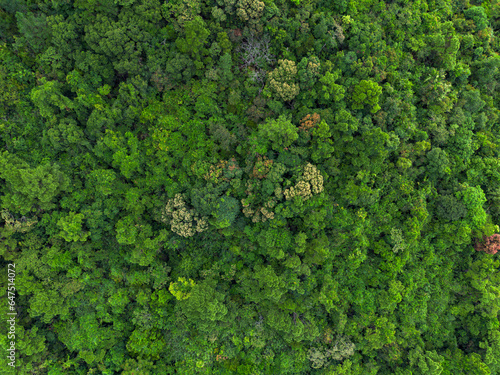 Lush green tropical forest background captured from the air. Environmental concept, nature, forests and mountains. © Story