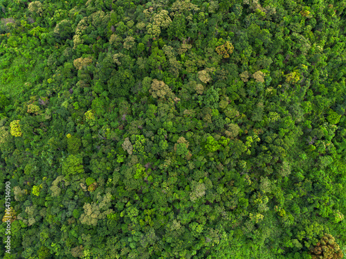 Lush green tropical forest canopy photographed from the air. Environmental concept, earth day Forest protection and climate change.