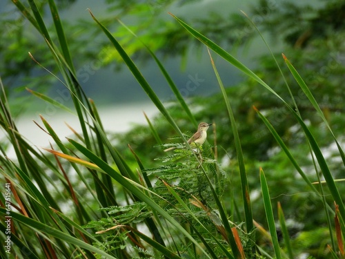 A small prinia - bird in tall grass with wind blowing across a field