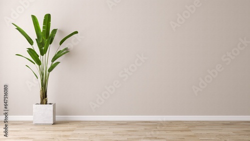 Tropical green banana tree in white pot in sunlight  shadow on blank beige wall  laminated parquet floor. Luxury interior design decoration  fashion  beauty  product display background 3D