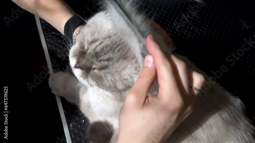 cat visits groomer, groomer brushing a cat