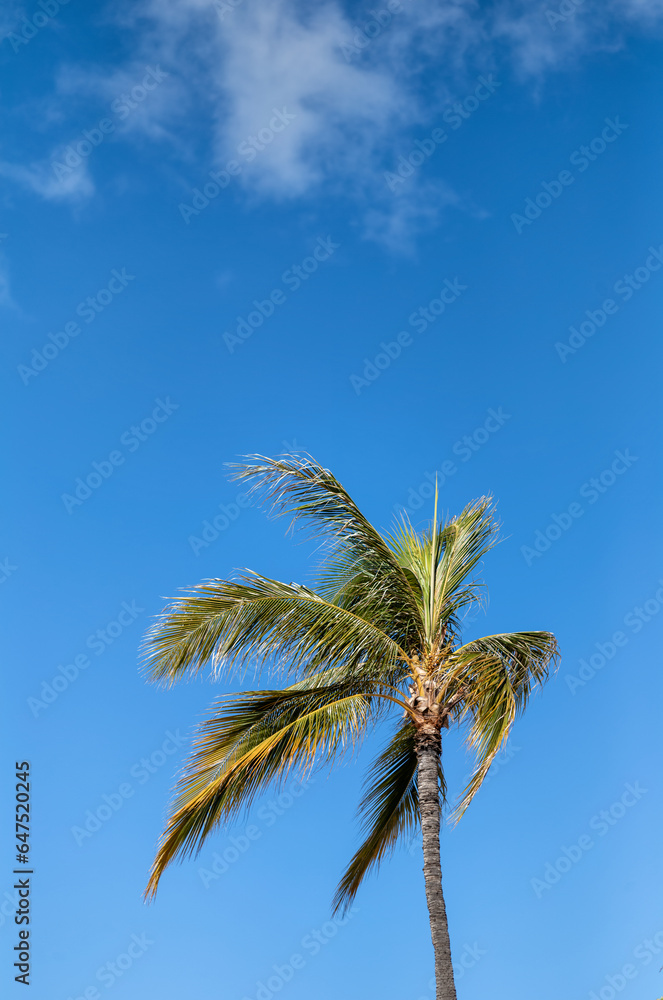 Profile of Green and Yellow Coconut Palm Tree Against Blue Sky. Profile of Green and Yellow Coconut Palm Tree Against Blue Sky.