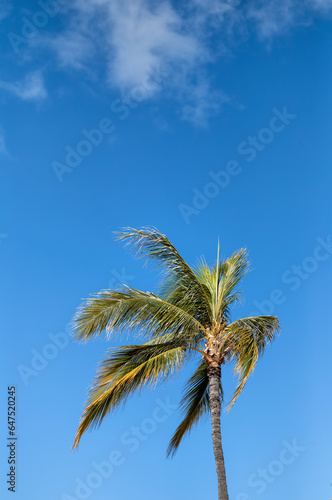 Profile of Green and Yellow Coconut Palm Tree Against Blue Sky.