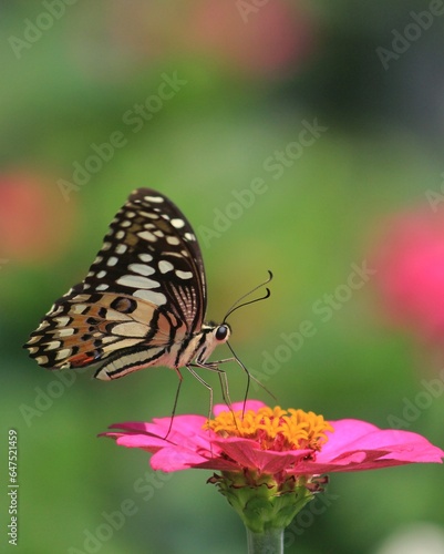 butterfly on flower © Hadi