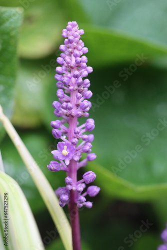 liriope szafirkowata Liriope muscari bylina photo