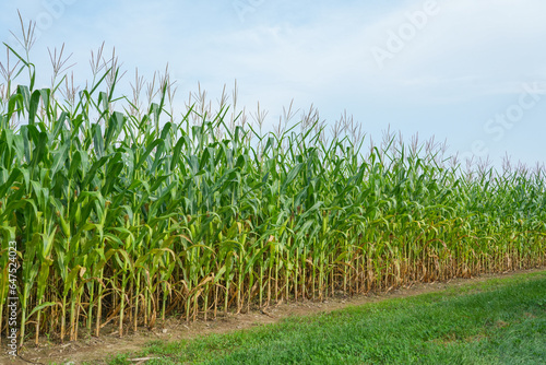 green corn field with corn cob 