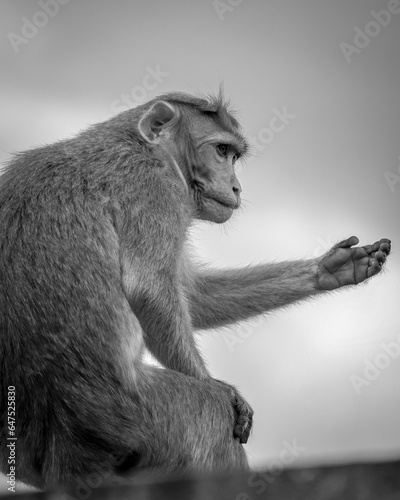 Canvas Print portrait of a monkey sitting