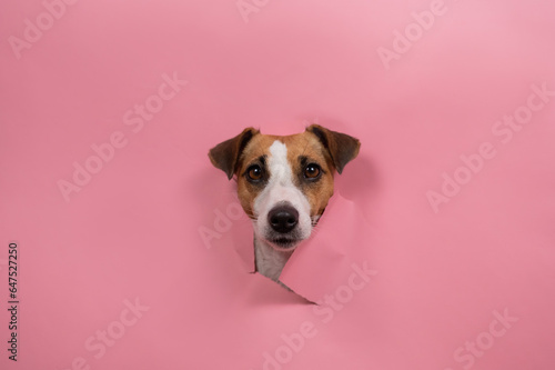 Funny dog jack russell terrier tore pink paper background.  © Михаил Решетников