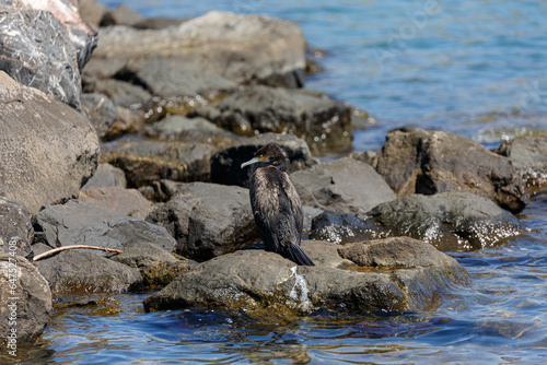 Cormorant on rock in the sea.