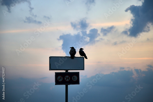 Two crows sitting on a sign with cloudy sunsetting sky on the background, selective focus photo