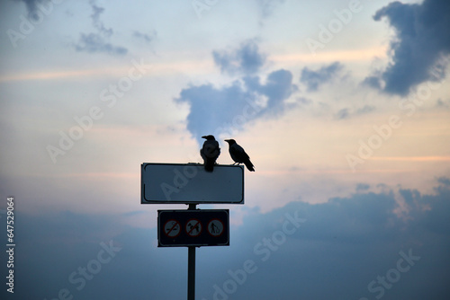 Two crows sitting on a sign with cloudy sunsetting sky on the background, selective focus