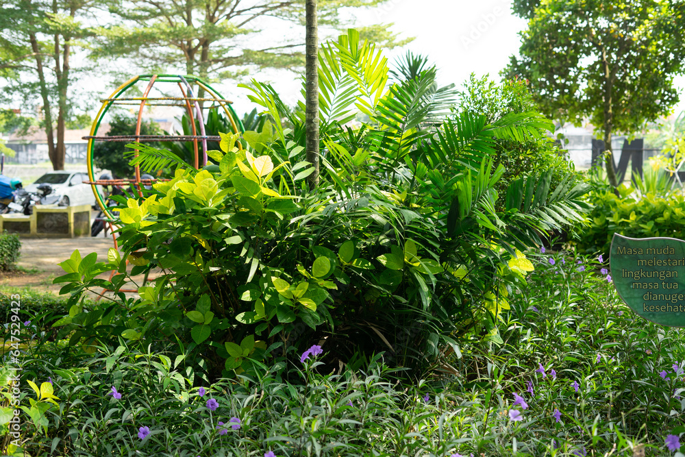 tropical garden with palm tree tropical garden with palm tree