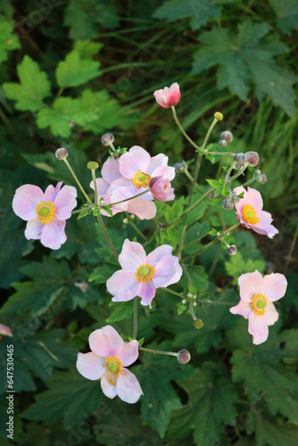 Pale pink Japanese anemone flowers also called windflower or thimbleweed. Anemone hupehensis 