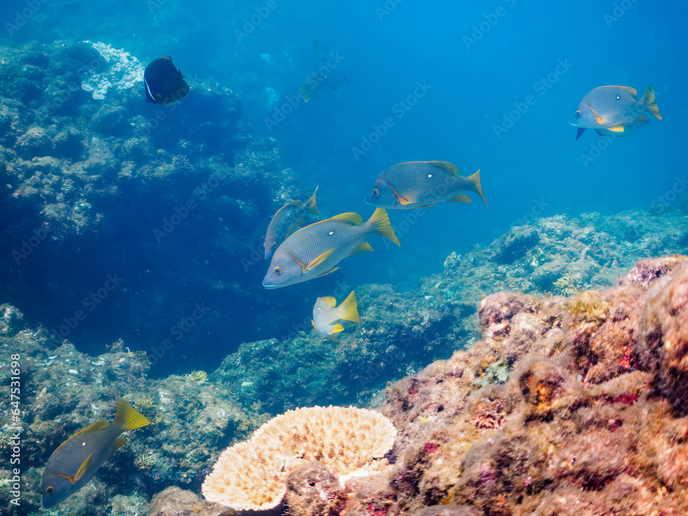 Fototapeta premium 美しいフエダイ（フエダイ科）の群れ。日本国静岡県伊豆半島賀茂郡南伊豆町中木から渡し船で渡るヒリゾ浜にて。 2023年9月2日水中撮影。 