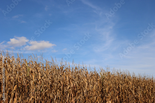 Corn field ready to harvest agaiinst blue sky with white clouds on a sunny day. Agricultural field on late summer photo