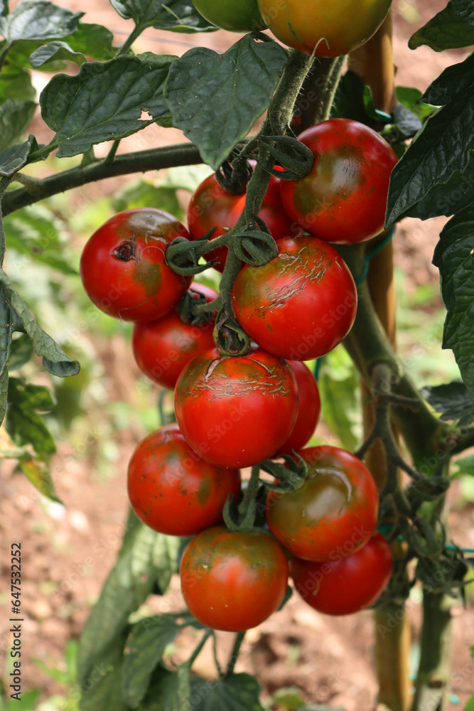 Ripe and unripe “Sardo” or “Camone” Tomatoes growing on plant in the vegetable garden. Italian tomato, variety 