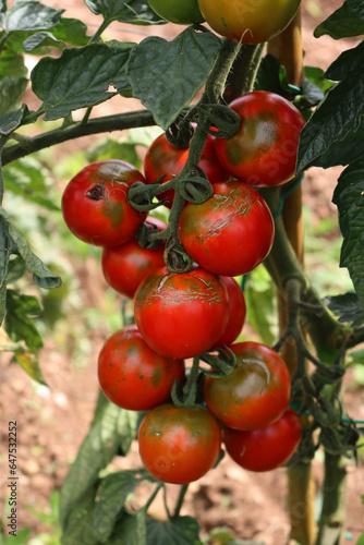 Ripe and unripe    Sardo    or    Camone    Tomatoes growing on plant in the vegetable garden. Italian tomato  variety 