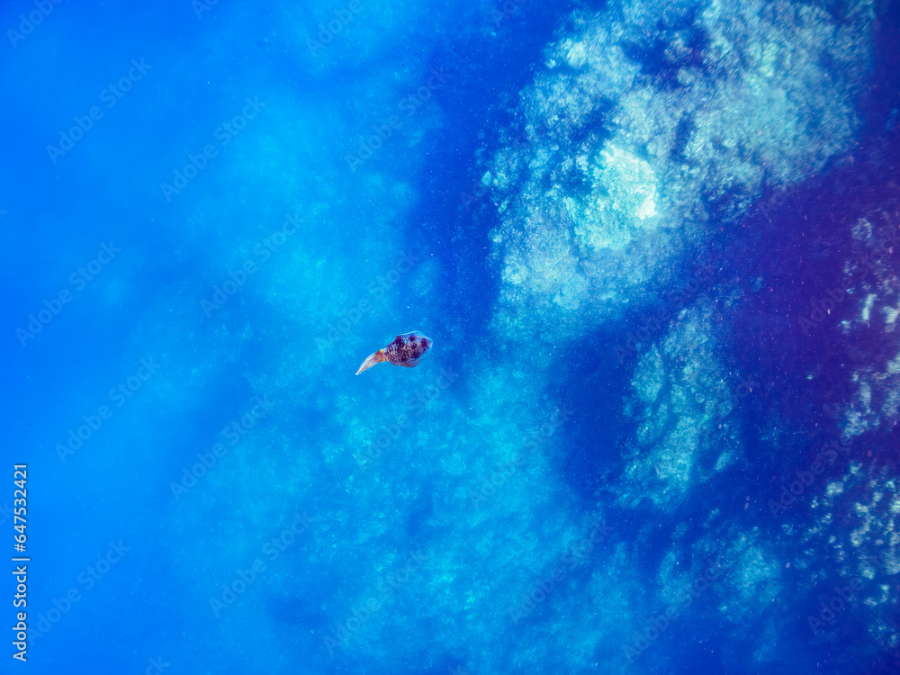 美しいアオリイカ（ジンドウイカ科）。

日本国静岡県伊豆半島賀茂郡南伊豆町中木から渡し船で渡るヒリゾ浜にて。
2023年9月2日水中撮影。
