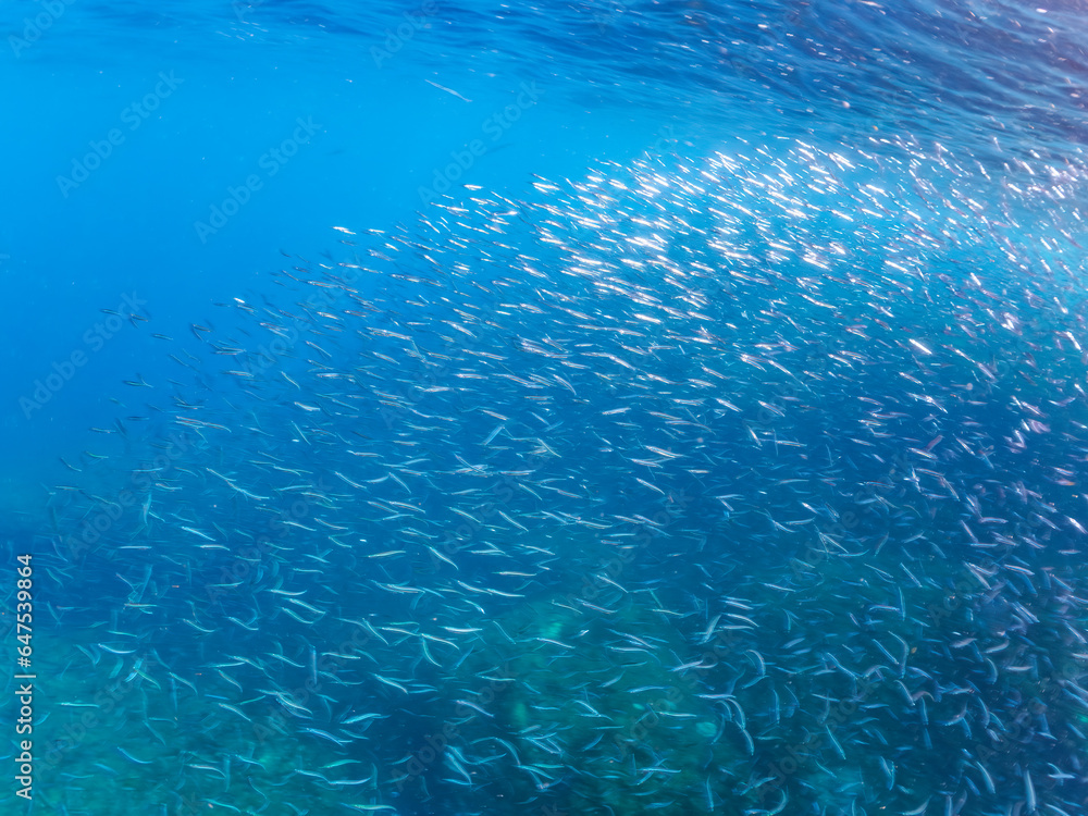Fototapeta premium 美しい青い海とキビナゴの群れ。日本国静岡県伊豆半島賀茂郡南伊豆町中木から渡し船で渡るヒリゾ浜にて。 2023年9月9日水中撮影。