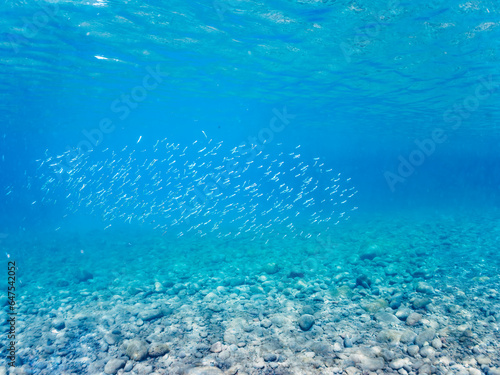 美しい青い海とキビナゴの群れ。日本国静岡県伊豆半島賀茂郡南伊豆町中木から渡し船で渡るヒリゾ浜にて。 2023年9月3日水中撮影。 
