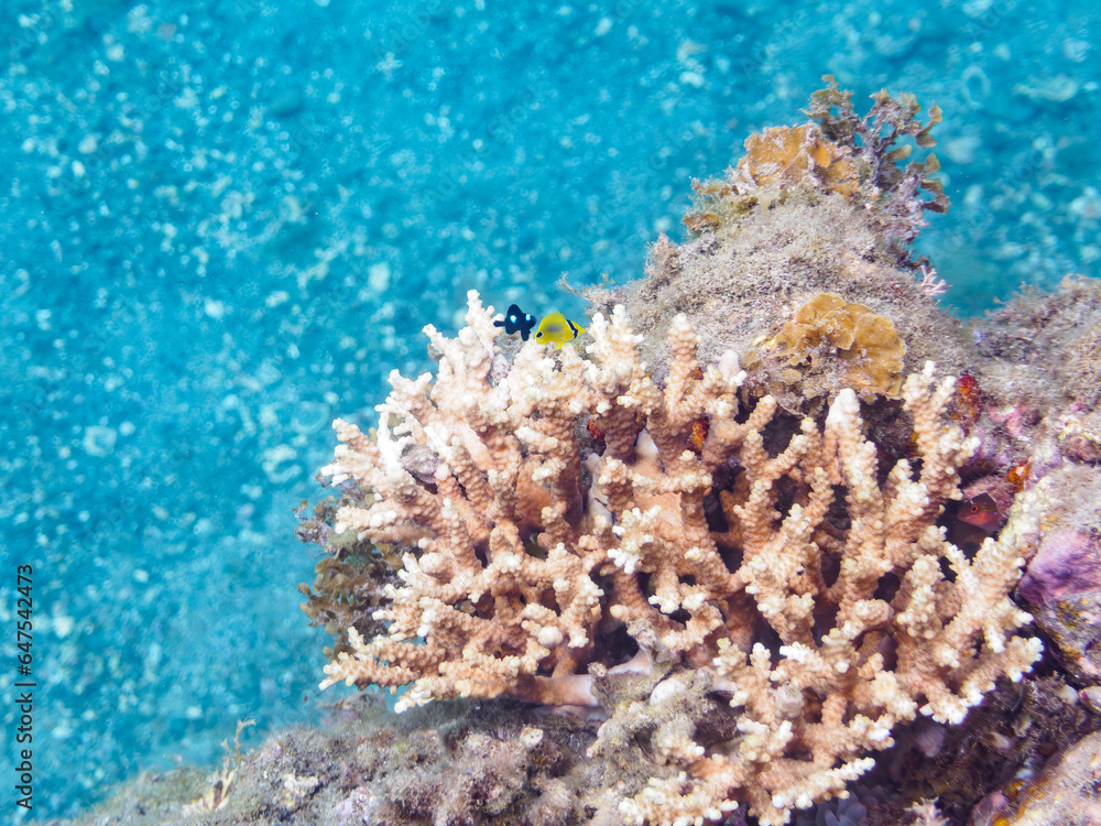 Fototapeta premium テーブルサンゴ（エンタクミドリイシ）に住む可愛いスミツキトノサマダイ（チョウチョウウオ科）の幼魚他。日本国静岡県伊豆半島賀茂郡南伊豆町中木から渡し船で渡るヒリゾ浜にて。 2023年9月3日水中撮影。 