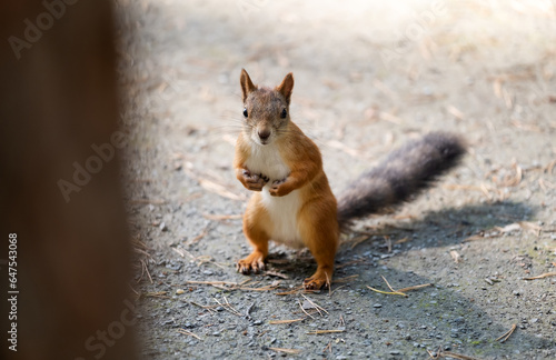 A beautiful squirrel runs along the road in a forest park in the summer. I look at the squirrel behind the tree.