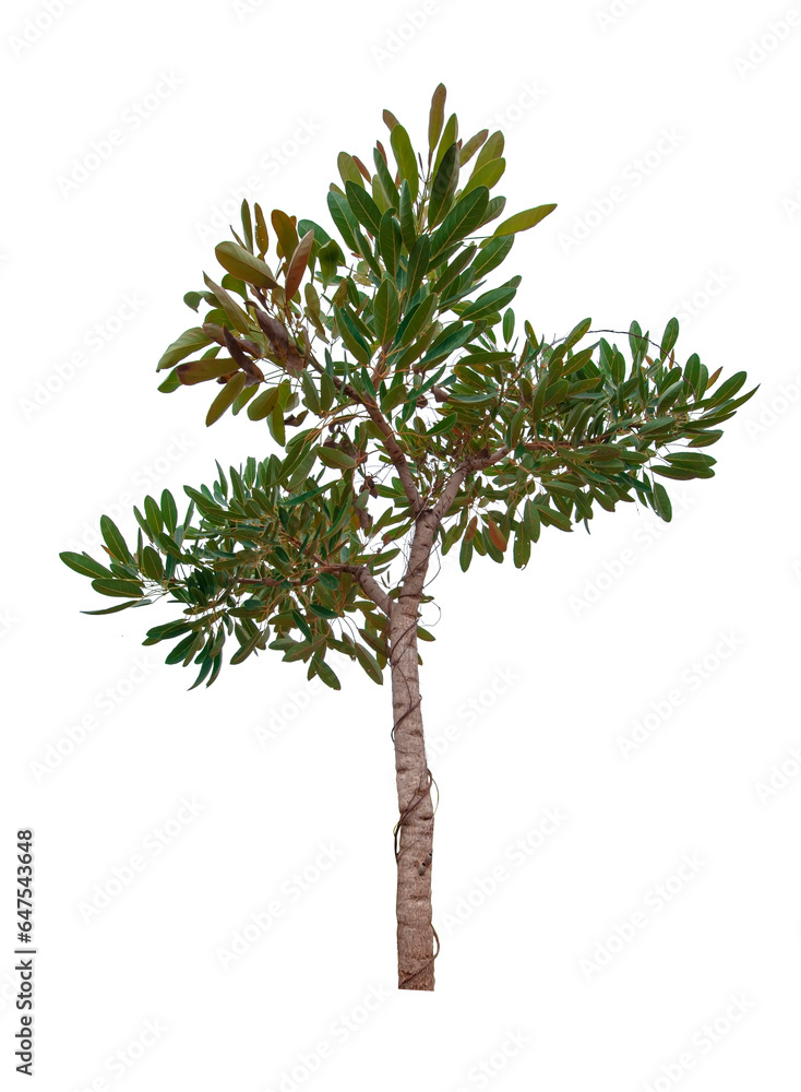 Obraz premium Tree isolated on white background