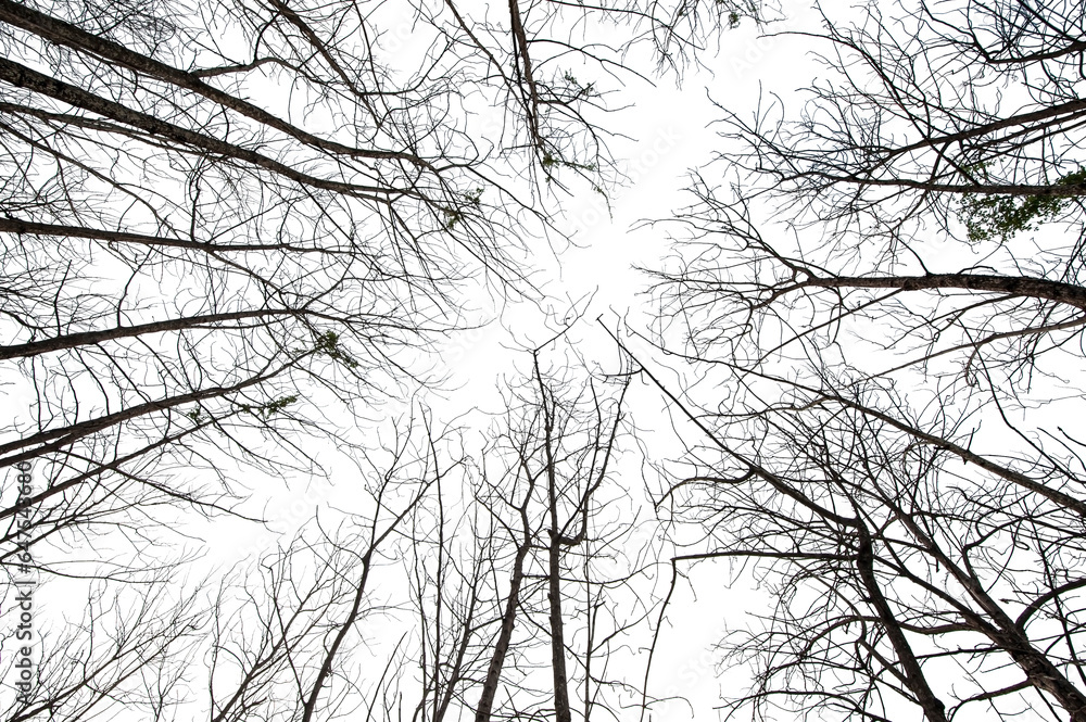 Obraz premium Leafless tree isolated on white background.