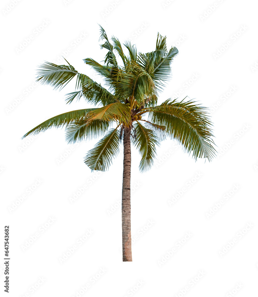 Fototapeta premium Coconut tree isolated on white background