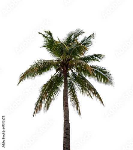 Fototapeta Naklejka Na Ścianę i Meble -  Coconut tree isolated on white background