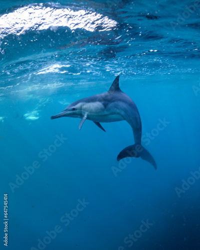 Underwater photo of wild dolphins  Australia