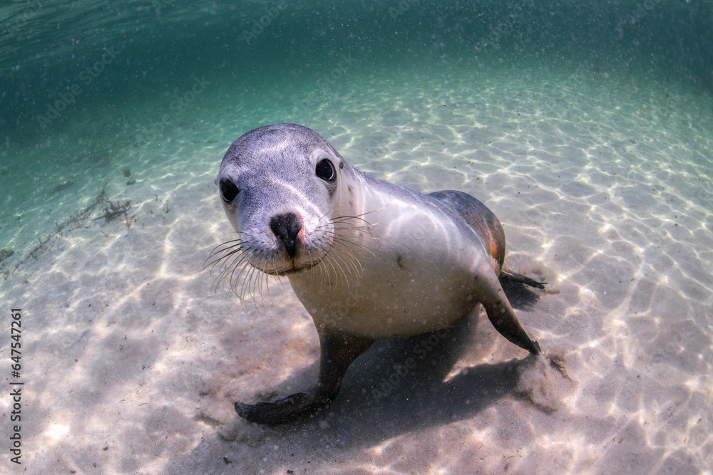 Obraz premium Australian Sea lion in the water, South Australia