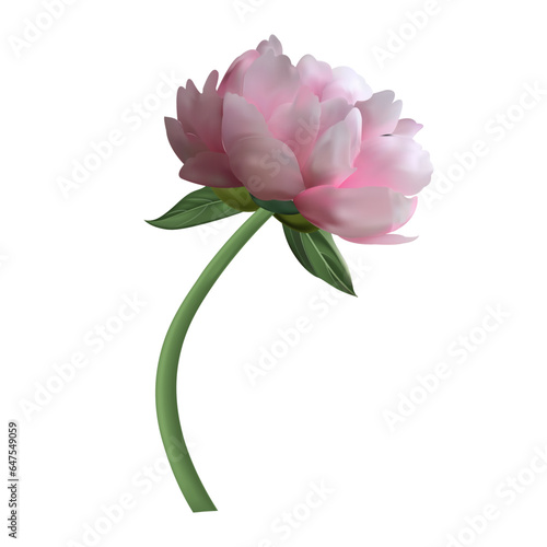 Pink peony flower isolated on a white background. Green leaves. Vector realistic floral decor, 3d illustration. Peony blossom.