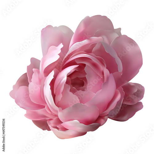 Pink peony flower isolated on a white background. Vector realistic floral decor, 3d illustration. Peony blossom.