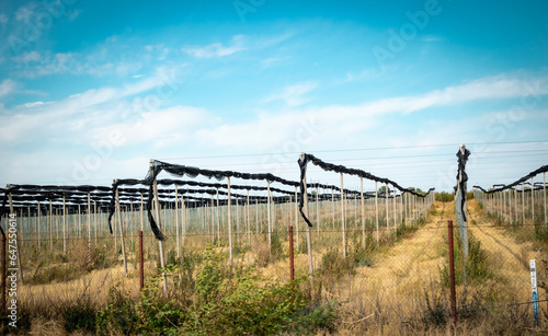 greenhouse zone, apple orchard, apple harvest, apple growing,