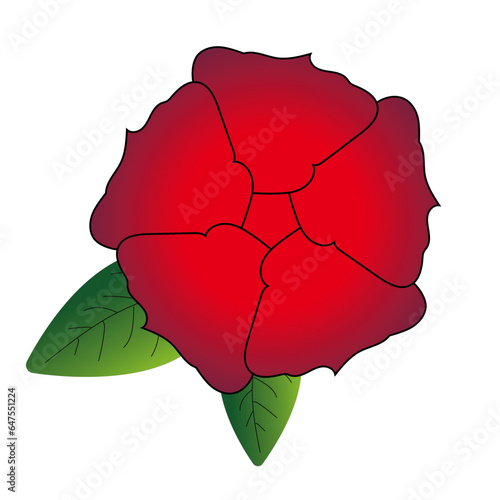 red rose isolated on white