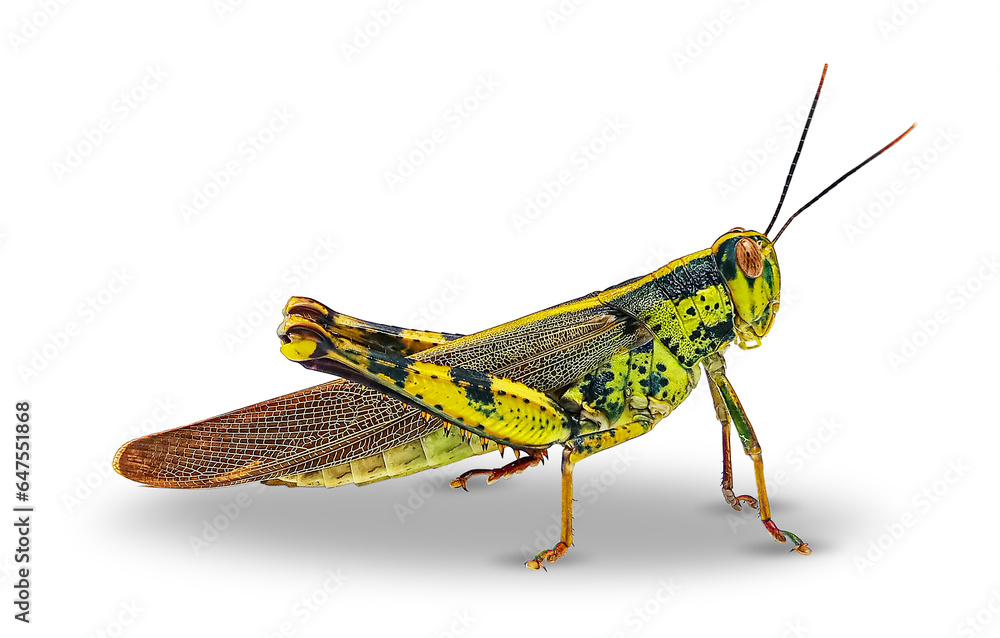 Fototapeta premium Jawajski konik polny, valanga nigricornis izolowany