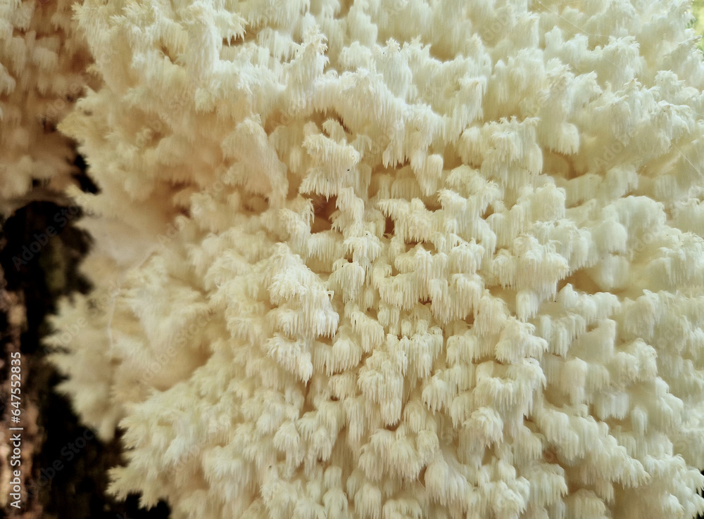 The fruiting bodies of the beech coral can be up to 40 cm. bush-like shape and lots of split small twigs. smooth shank. When young, the mushroom is pure white, gradually turning cream and yellow. The fruiting bodies of the beech coral can be up to 40 cm. bush-like shape and lots of split small twigs. smooth shank. When young, the mushroom is pure white, gradually turning cream and yellow.