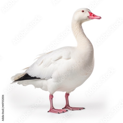 Rosss goose bird isolated on white background.