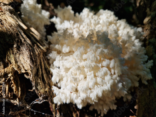 The fruiting bodies of the beech coral can be up to 40 cm. bush-like shape and lots of split small twigs. smooth shank. When young, the mushroom is pure white, gradually turning cream and yellow.