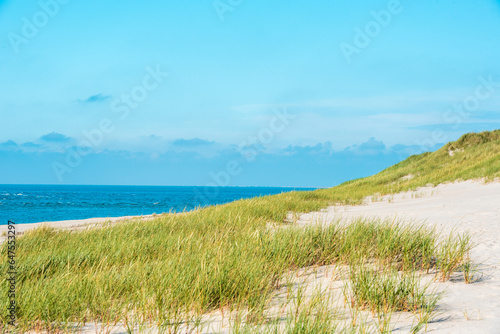 Landscape with marram grass dunes and the North Sea  on Sylt island  Germany