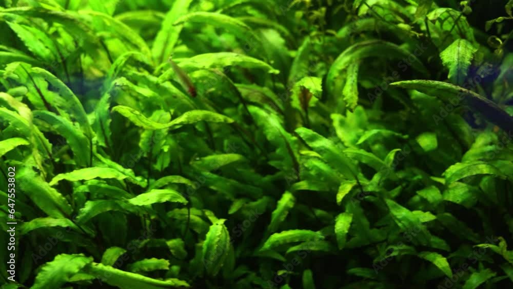 Aquarium has a lot of beautiful tropical fish Aquarium has a lot of beautiful tropical fish