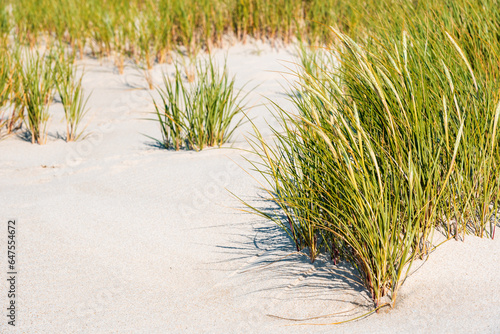Marram grass on Sylt island beach. Close-up with the green grass