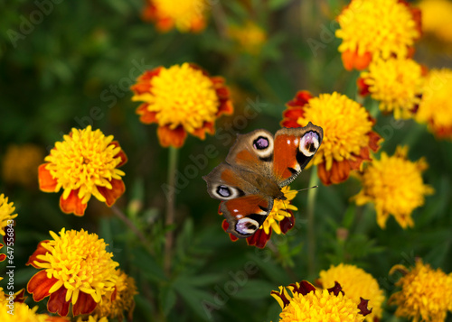 Butterfly Aglais on the Tagetes flower photo