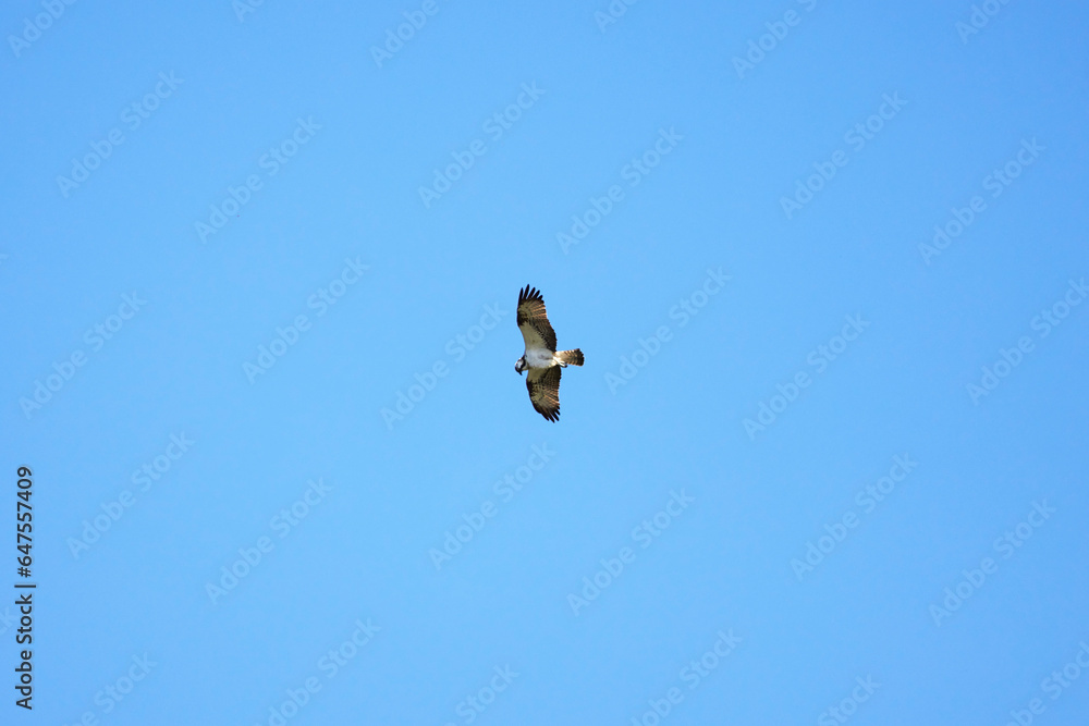 an Accipiter gentilis in flight in the blue sky on a sunny autumn day. an Accipiter gentilis in flight in the blue sky on a sunny autumn day.