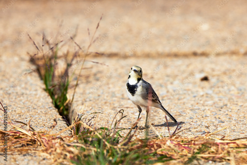 Motacilla alba stands on the shore of a lake. Motacilla alba stands on the shore of a lake.